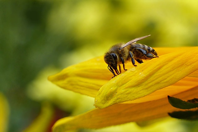 včela na květině