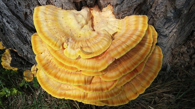 žlutá houba na stromě